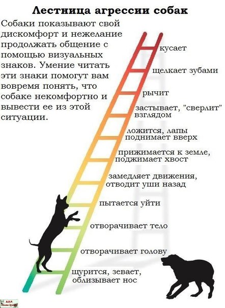 Коррекция поведения агрессивной собаки | dogkind.ru