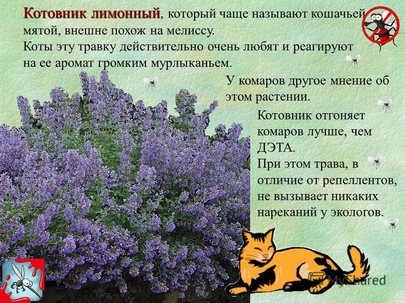 ᐉ мята кошачья - полезные свойства, описание - roza-zanoza.ru