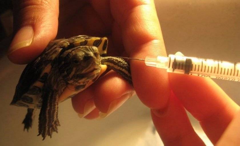 Как ухаживать за черепахой – купание и стрижка когтей