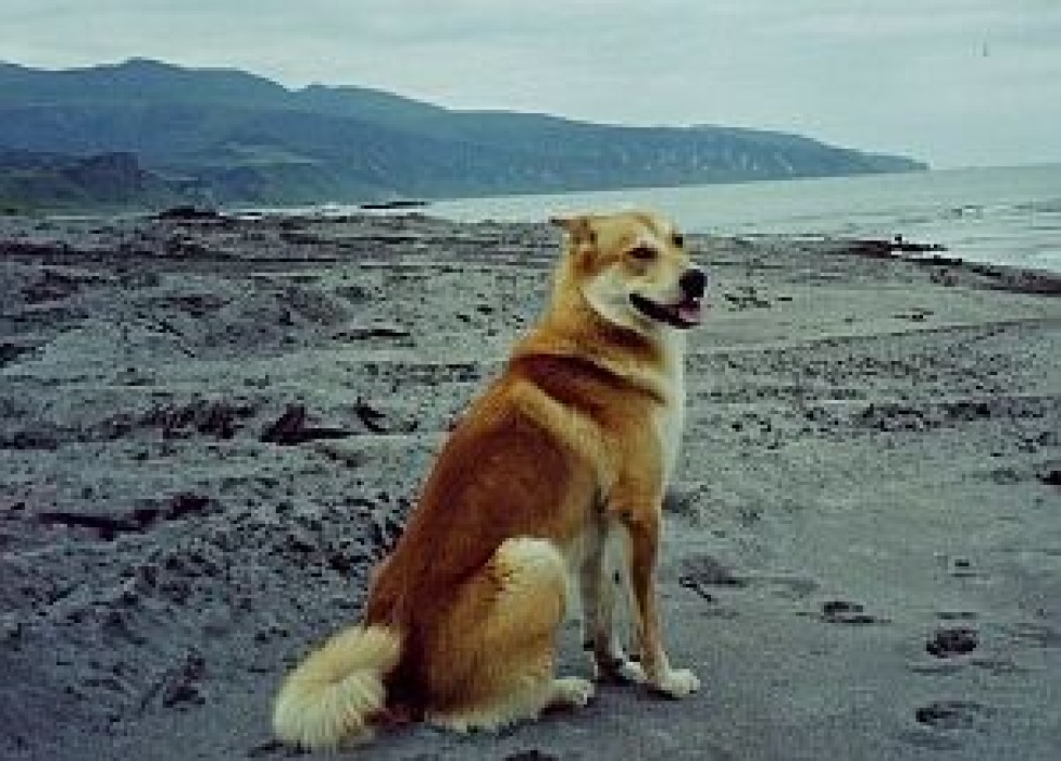 Сахалинские хаски: почему исчезла древнейшая порода ездовых собак?