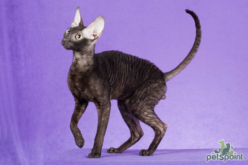 Канадский сфинкс – кошка с неординарной внешностью и любящим сердцем