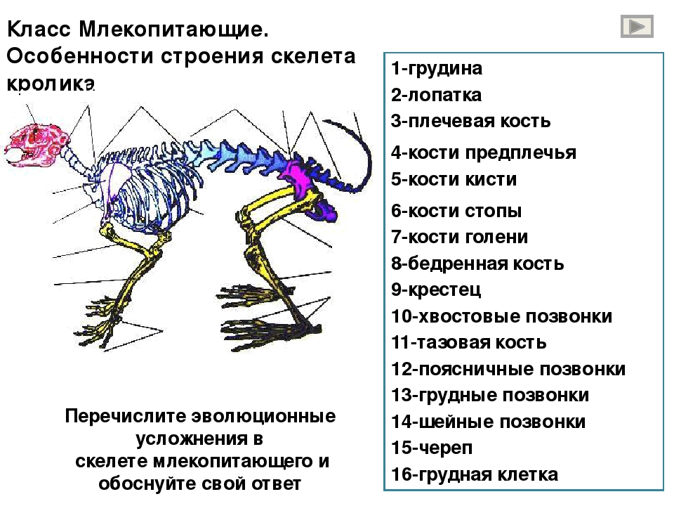 Скелет млекопитающего рисунок с подписями - 93 фото