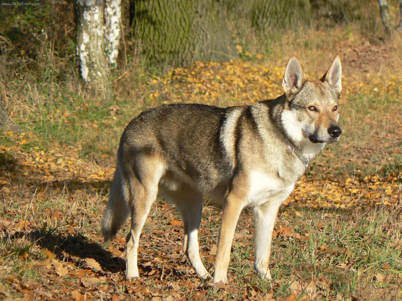 Чехословацкая волчья собака (49 фото): описание чешского волчака, характер породы, правила содержания