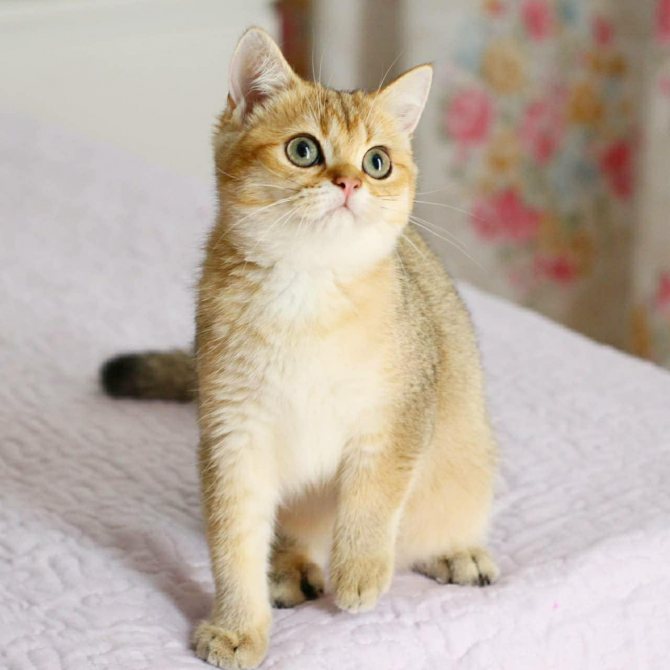 Британская короткошерстная кошка — особенности ухода за кошкой, ее окрасы, подбор правильного питания (110 фото)