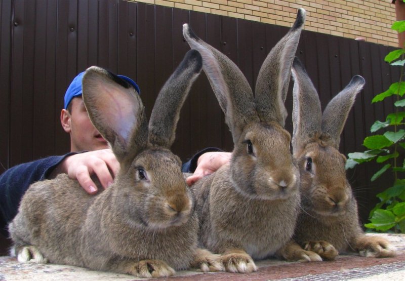Кролики фландр: описание породы, фото, характеристика, отзывы
