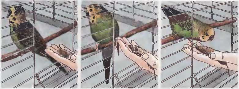Как приручить волнистого попугая к рукам - видео, как быстро приручить пару, самку