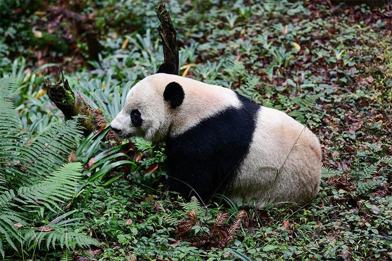Панда — ареал обитания, особенности нрава, виды, рацион, особенности размножения + 94 фото