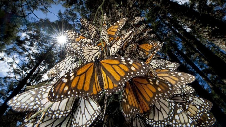 Как собрать и вырастить гусениц бабочек монарха