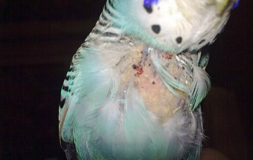 Болезни кожи и перьев у попугаев | ветеринарная клиника