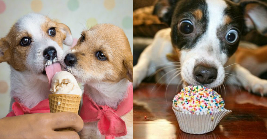 Можно ли собакам давать сладкое, шоколад, конфеты