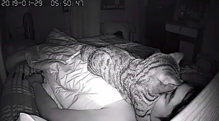Охраняют во сне: почему коты спят у головы хозяина