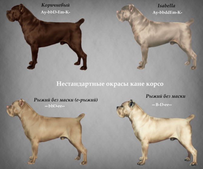 Бедлингтон терьер собака. описание, особенности, уход и цена за породой