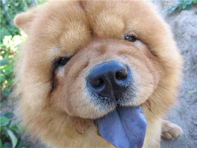 Собака с фиолетовым языком: порода, фото, название
