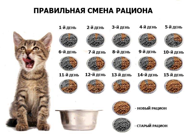 Чем кормить котенка, какой корм лучше: сухой, влажный или натуралка, их плюсы и минусы, отзывы и советы ветеринаров