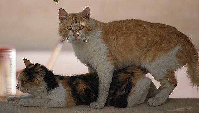 Вязка котов и кошек: всё, что нужно знать их владельцам