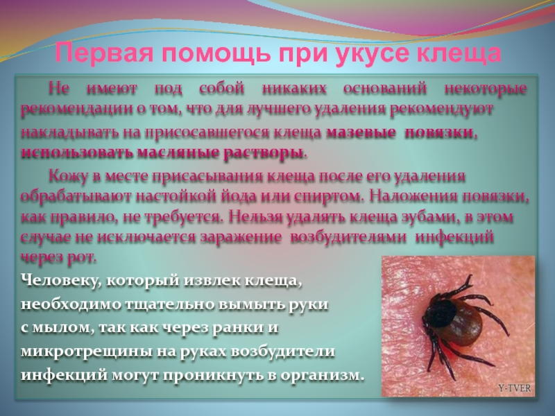 Укусы насекомых: как оказать первую помощь и когда обращаться к врачу | москва