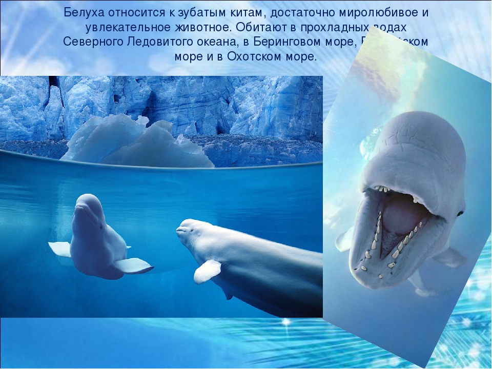 Животные северно ледовитого океана презентация - 87 фото