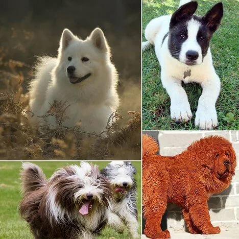 Породы японских собак