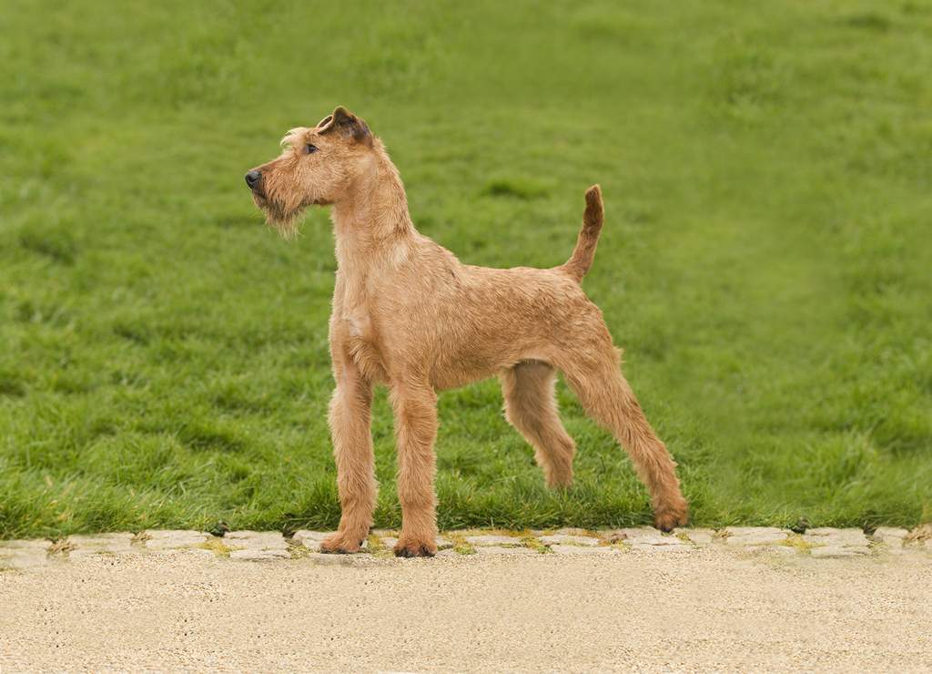 Ирландский терьер - характер собаки, окрас и тип шерсти, выращивание щенков, уход и кормление