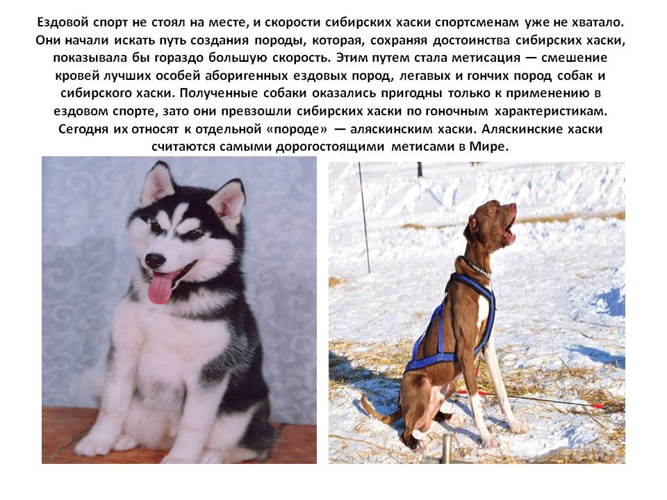 Порода собак хаски с фото и видео описанием, цена