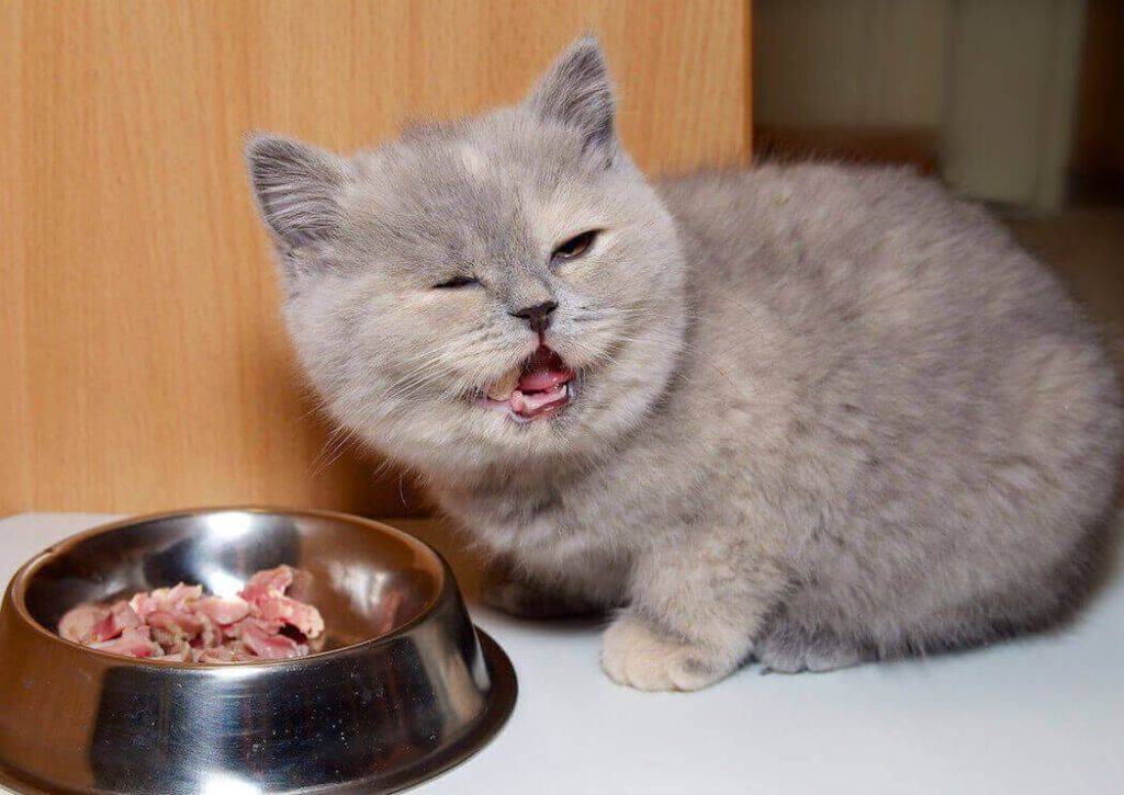 Чем кормить британского котенка:советы и рекомендации