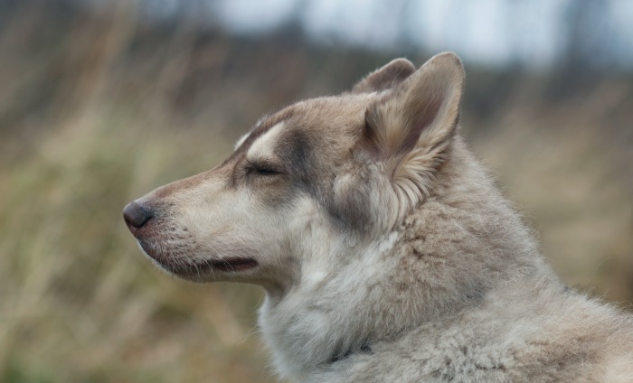 Басенджи собака. описание, особенности, уход и цена породы басенджи | sobakagav.ru