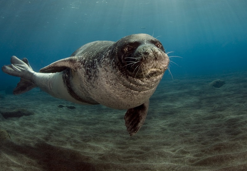 Тюлень животное. описание, особенности, виды, образ жизни и среда обитания тюленя