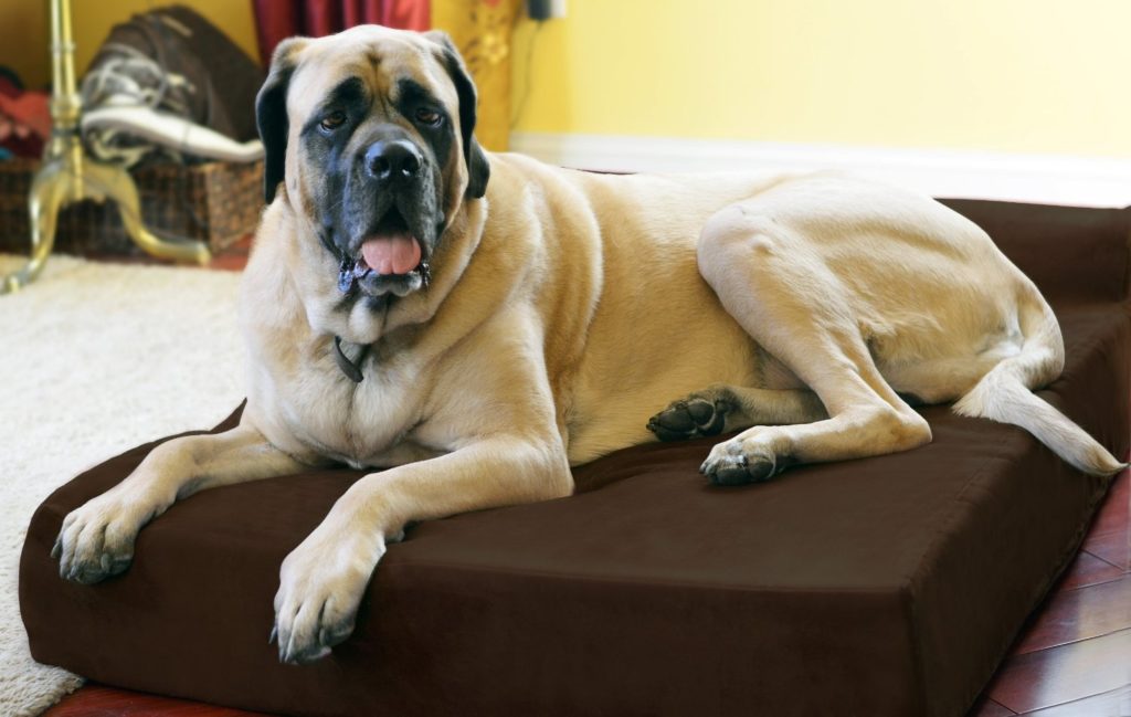 Ожирение у собак: что делать, диета, лечение | petguru