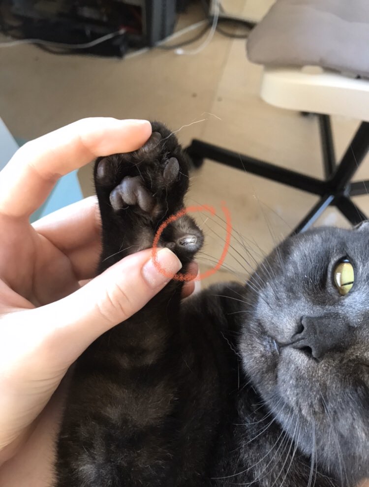 Полидактилия у кошек: сколько пальцев у кошки? | hill's pet
