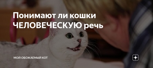 Понимают ли кошки и коты человеческую речь - как понять друг друга