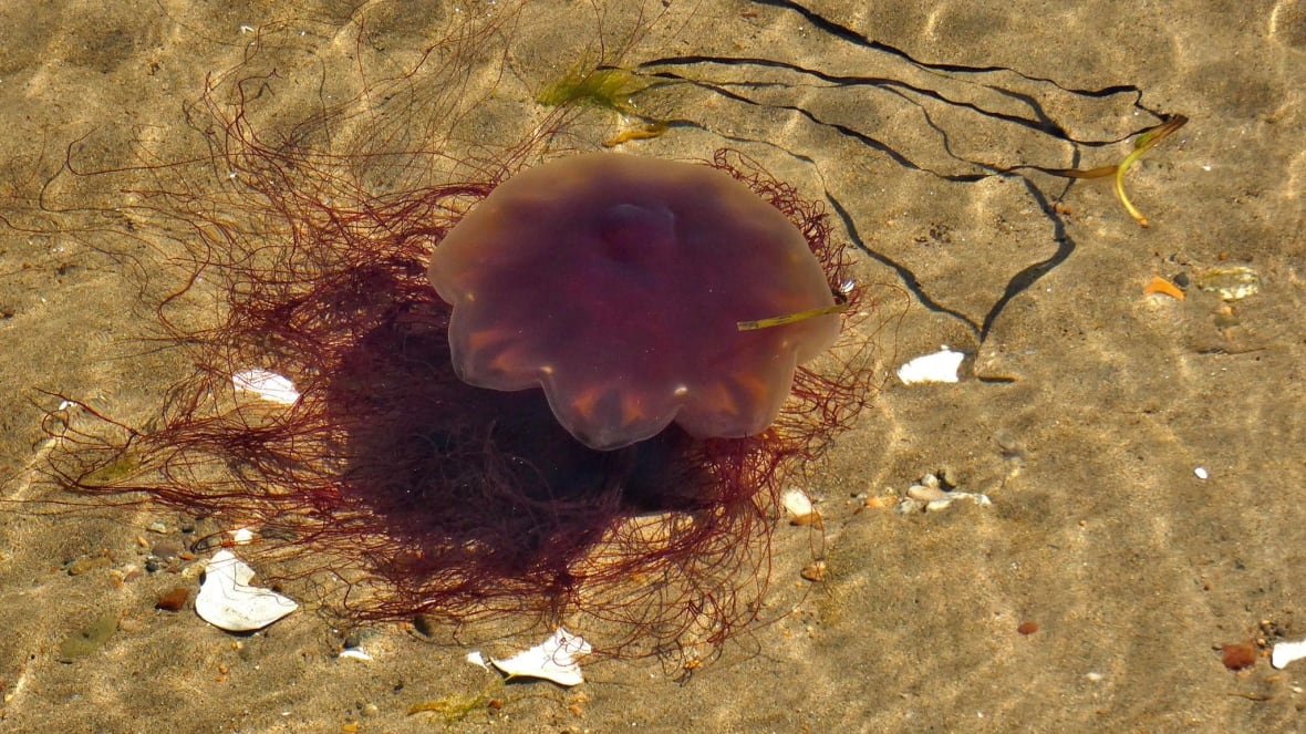 Чем полезны медузы в черном море