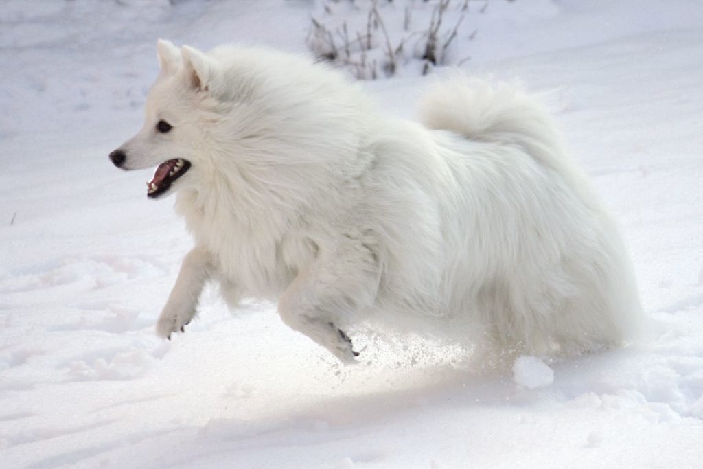 Американская эскимосская собака описание