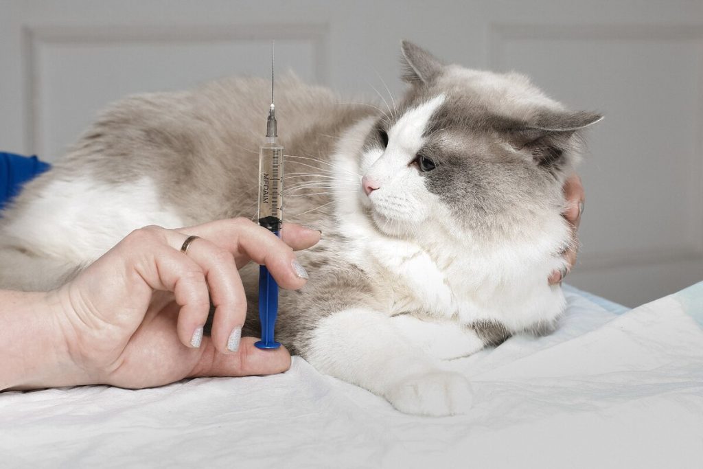 Успокоительное для кошек: домашние средства, таблетки, капли | сайт «мурло»
