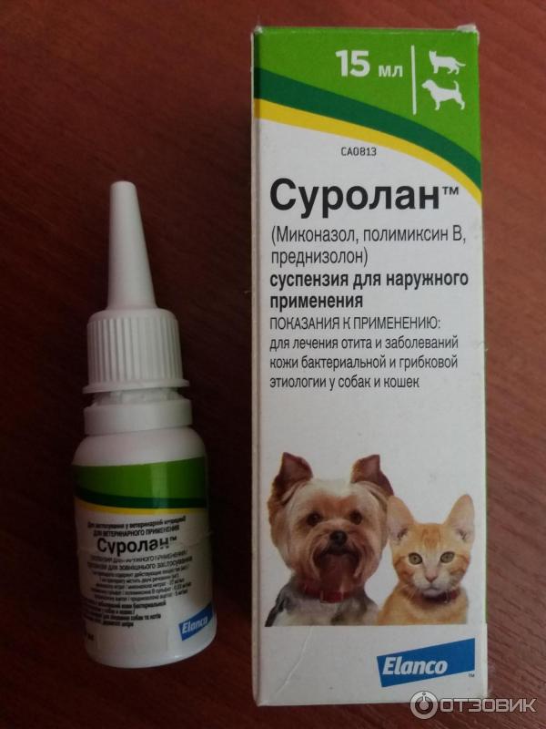 Ушной клещ у кошек – капли и другие эффективные препараты