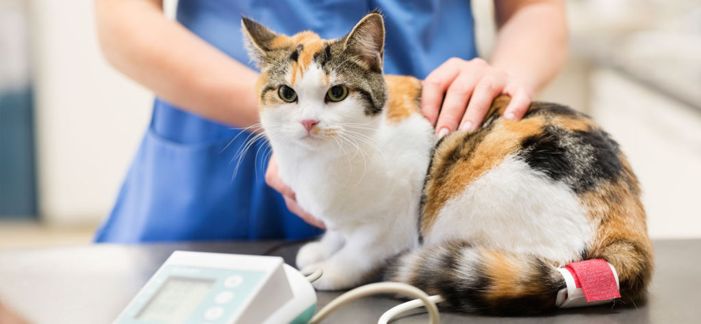 Язва желудка у кошки - лечение, диагностика | ветклиника берлога