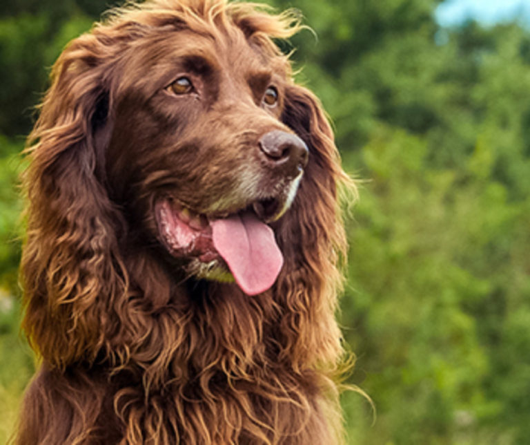 Ирландский водяной спаниель: описание породы собак с фото и видео