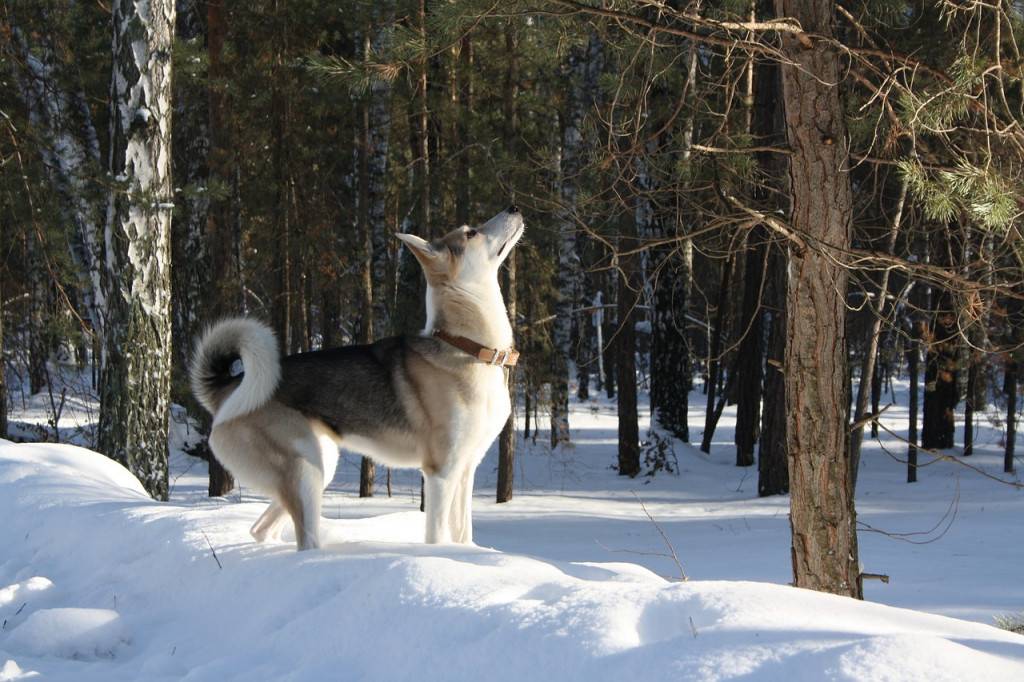 Охотничьи собаки. описание, особенности и названия охотничьих пород собак