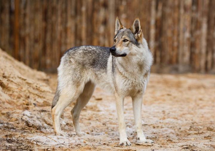 Чехословацкий влчак - 101 собака