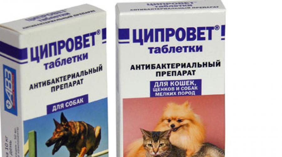 Ципровет для кошек в таблетках и каплях. цена и назначение