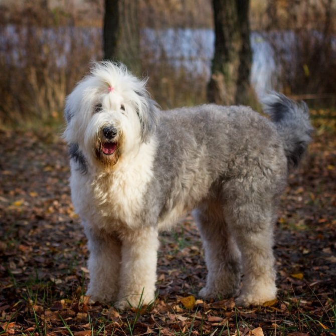 Бобтейл – лохматая собака с безупречным характером