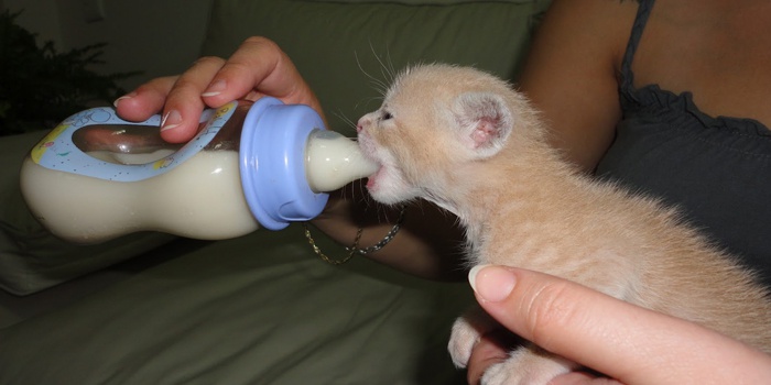 Чем кормить кошку после родов: полноценное питание и уход