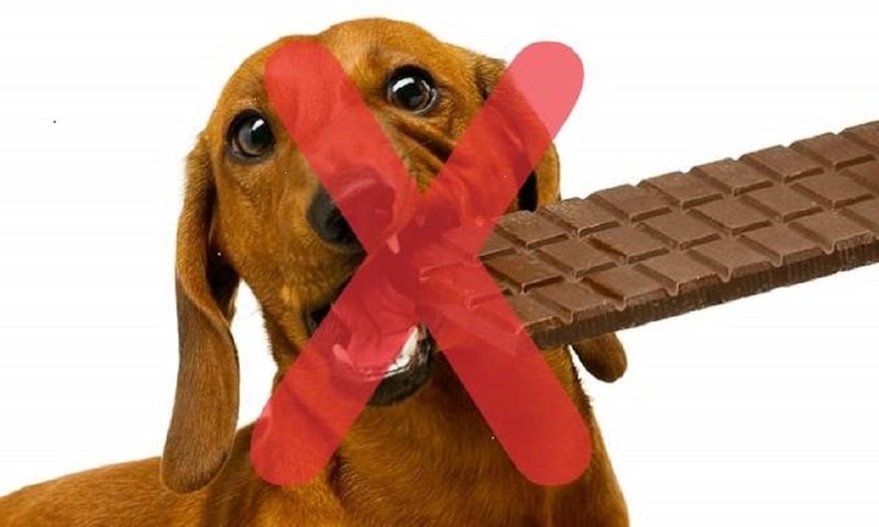 Смертельная доза шоколада для собак. отравление собак шоколадом