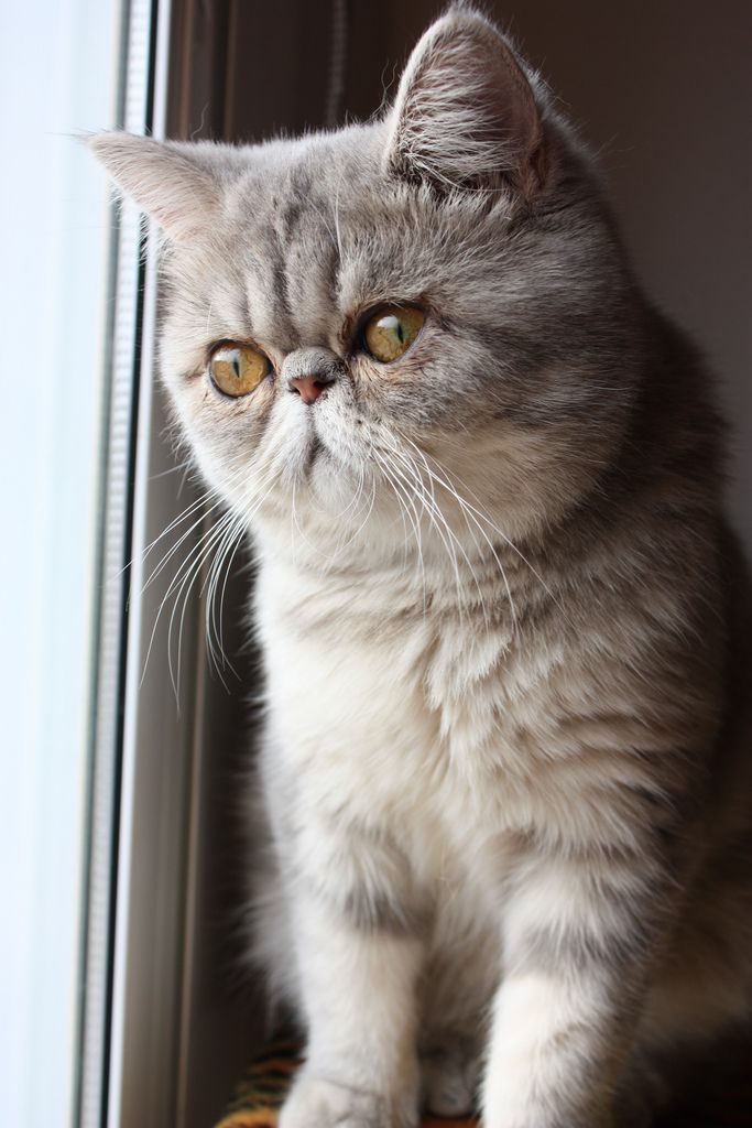 Порода кота с большими глазами приплюснутой мордой