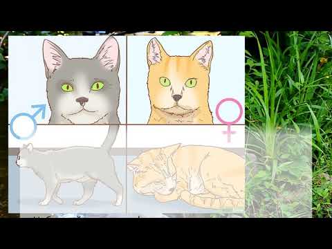 Как определить пол котенка. 5 эффективных методов с фото как отличить кошку от кота