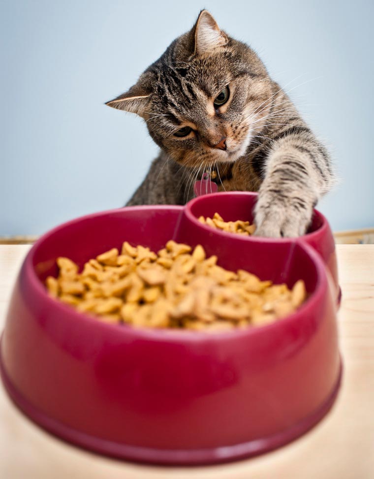Натуральный корм для кошек: домашние рецепты, принципы и особенности питания животного, как правильно кормить натуралкой