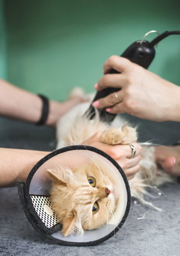 Машинки для стрижки кошек: как подстричь котов с густой шерстью в домашних условиях? рейтинг лучших моделей для груминга
