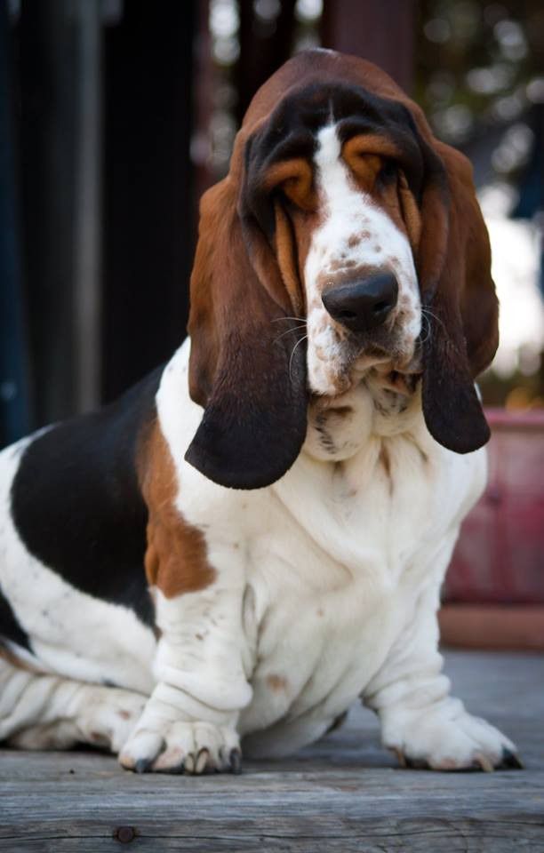 Собаки с большими ушами: список популярных и редких пород