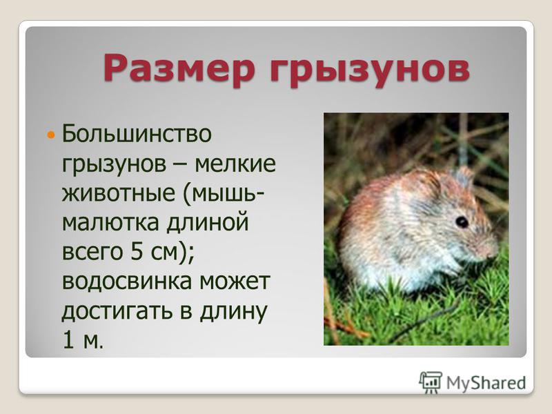 Презентация грызуны 7 класс