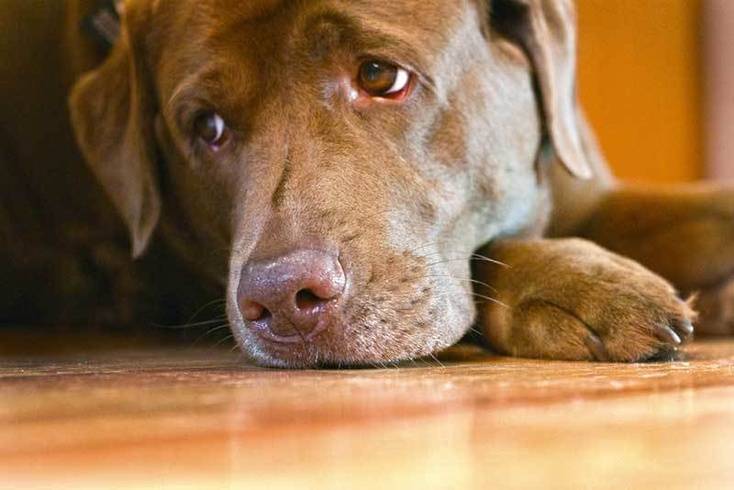 Правда ли собака умеет плакать и что расстраивает любимцев