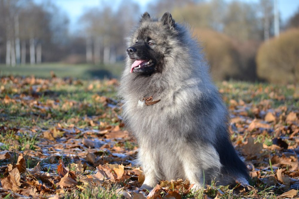 Кеесхонд (вольфшпиц) — порода собаки